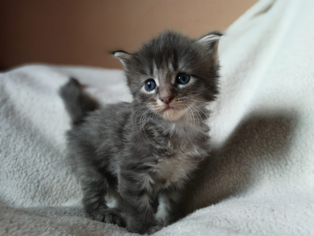 ORPHEE Femelle BLUE Mackerel Tabby 30 novembre 2018 Chatterie DE