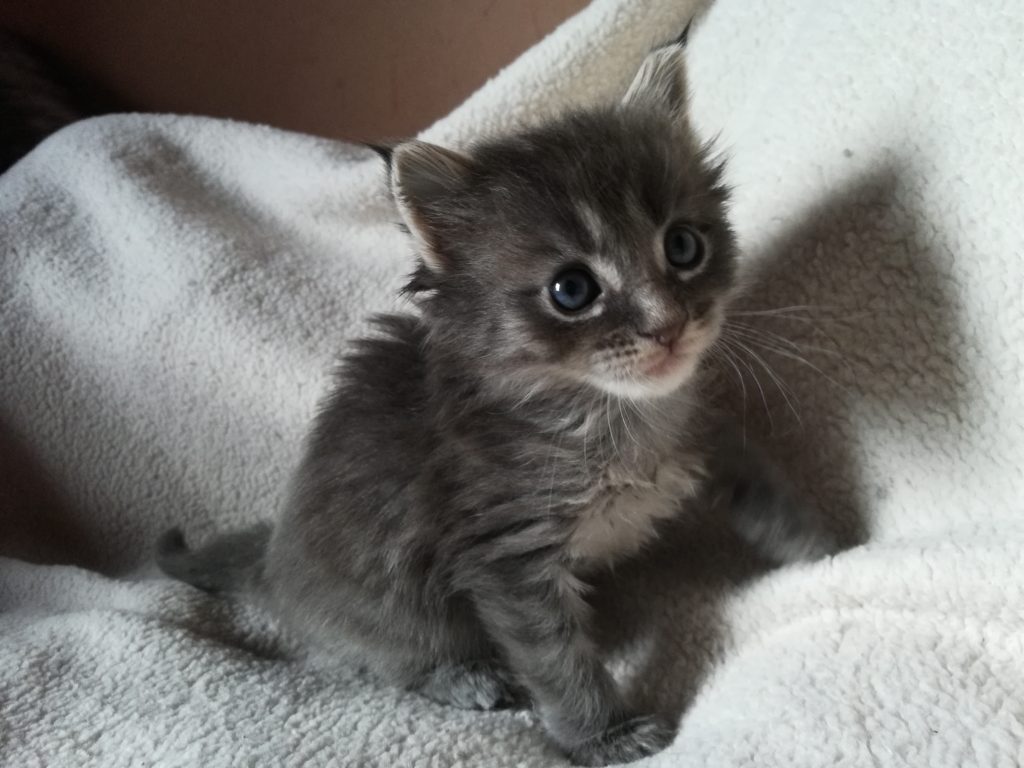 ORPHEE Femelle BLUE Mackerel Tabby 30 novembre 2018 Chatterie DE